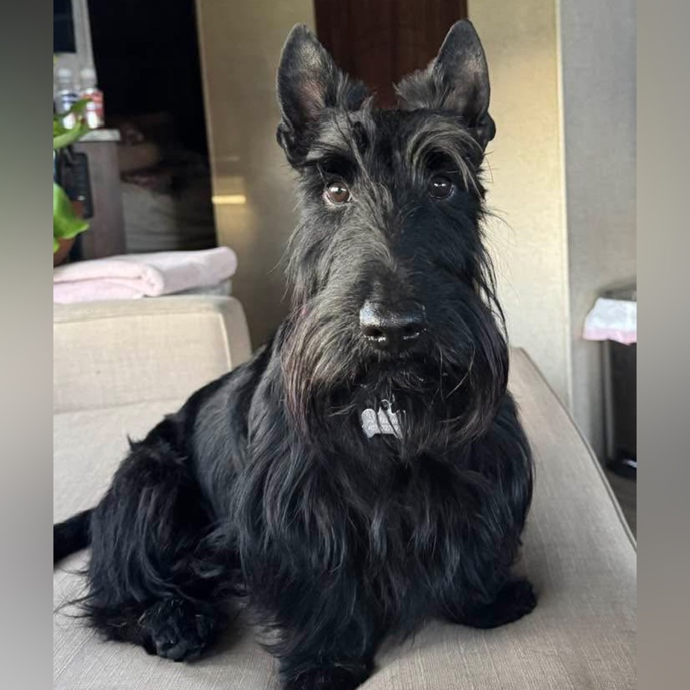 🤩Herroooooo my fellow Poshers! 🐾🖤